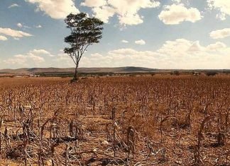 Preço da carne deve subir 15% na Bahia por conta das chuvas irregulares