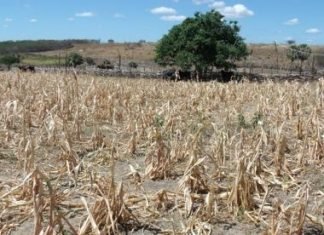 União libera seguro de safra perdida a agricultores de 39 municípios baianos