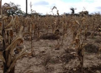 Governo federal vai pagar R$ 118,2 mi para agricultores prejudicados pela estiagem