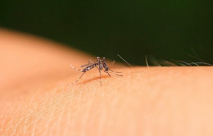 csm_dengue_bahia_casos_divulgacao_ad145eaf77.jpeg