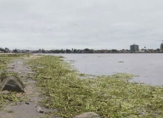 Após temporal no sul da BA, praias de Ilhéus são tomadas por baronesas