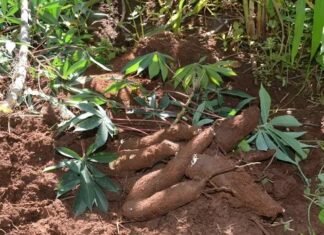Ituberá: Agricultores comemoram primeira colheita de mandioca