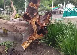 Amargosa: Árvore cai na Praça do Bosque
