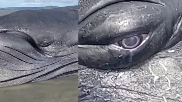 baleia-jubarte.jpg