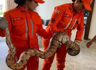 Juazeiro: Cobra de dois metros é resgatada próxima a estação de tratamento de água