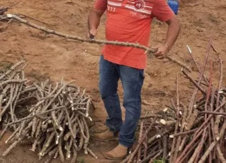 Condeúba: Maniveiro fortalece produção de mandioca da agricultura familiar