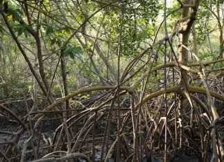 Maragogipe sedia fórum internacional de educação ambiental em áreas de manguezais – inscrições abertas
