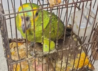 Vitória da Conquista: Papagaio é resgatado de situação de maus-tratos na BR 116