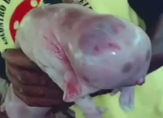 Laje: Porco nasce com cabeça semelhante a um ser humano