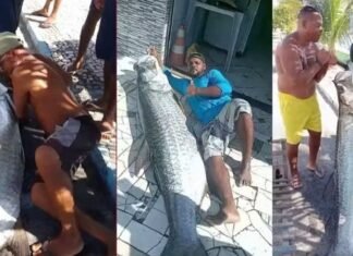 História de pescador? Baiano pesca peixe de dois metros e 120 kg no Recôncavo