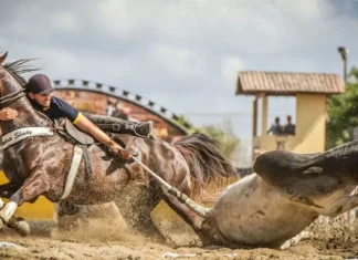 Circuitos de Vaquejadas pela Bahia impulsionam a economia e prática tradicional com premiações milionárias após decisão do STF