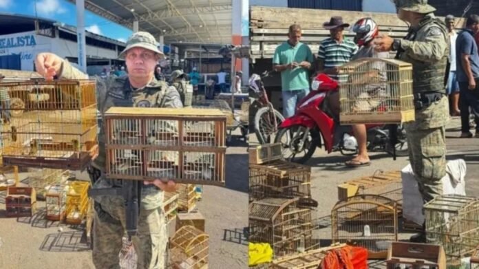 operacao-apreensao-de-aves-silvestres-em-alagoinhas-984x553-1